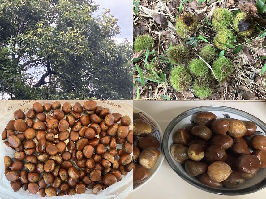 （山本係長ギャラリー）「栗」の収穫です。