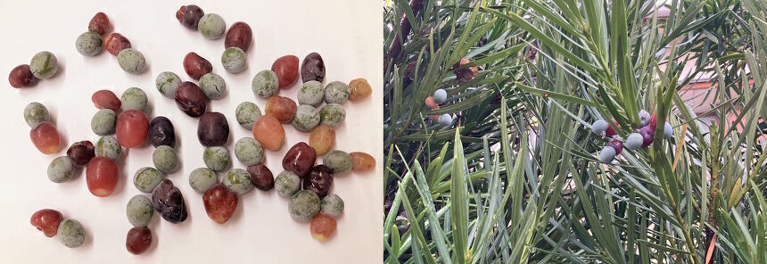 （山本係長ギャラリー）「イヌマキの実」の収穫です。