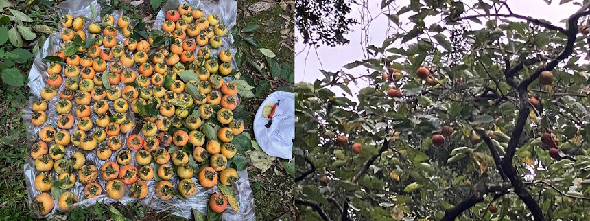 （山本係長ギャラリー）「甘柿」の収穫です。