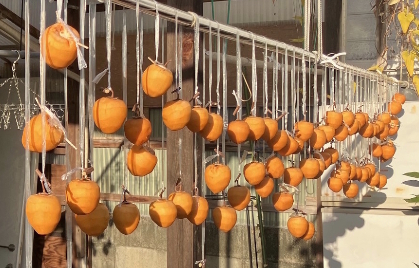 （山本部長ギャラリー）「干し柿」作りです。